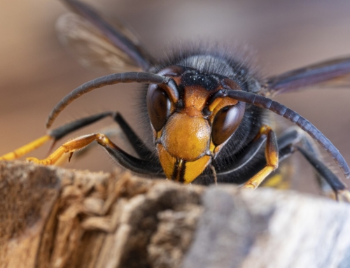 Asian hornet invasion in the UK – the latest
