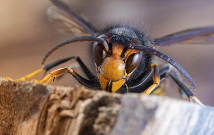 Asian Hornet Invasion In The Uk