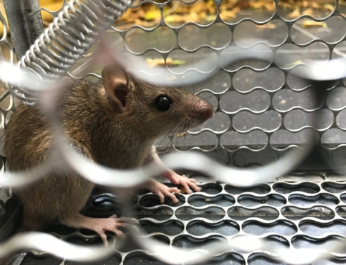 Best pest control tips for mice