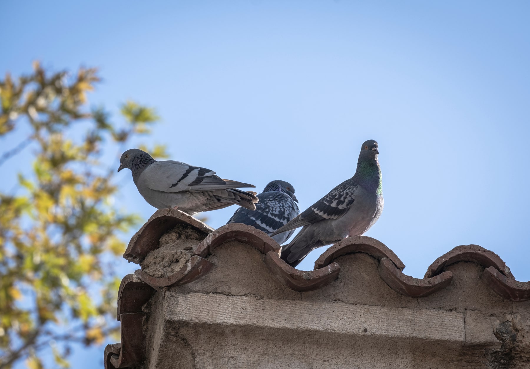 Can You Stop Birds Nesting On Your Roof