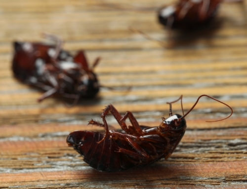 Pest control SOS: I’ve found cockroaches in my property