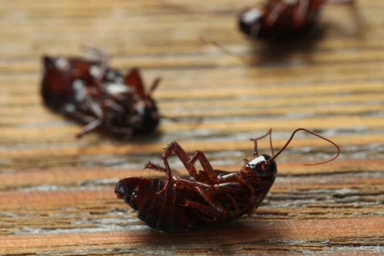 Pest control SOS: I’ve found cockroaches in my property