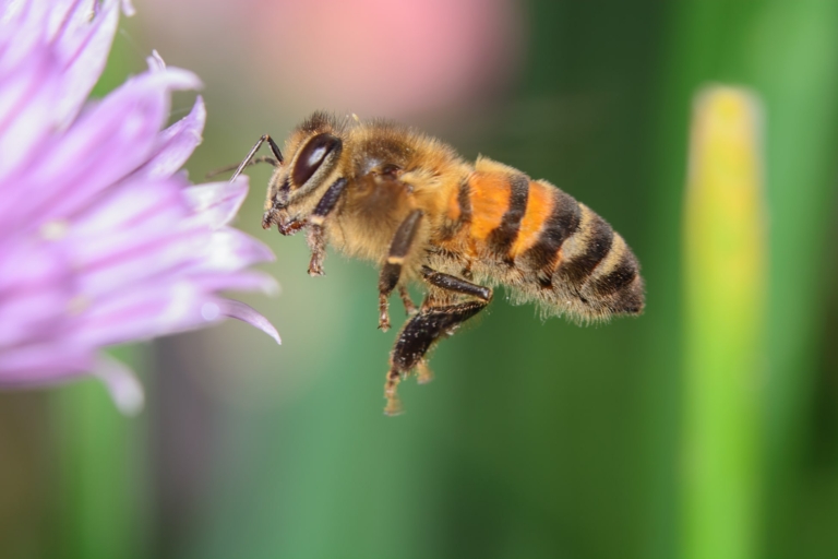 Do you have a honey bee invasion?