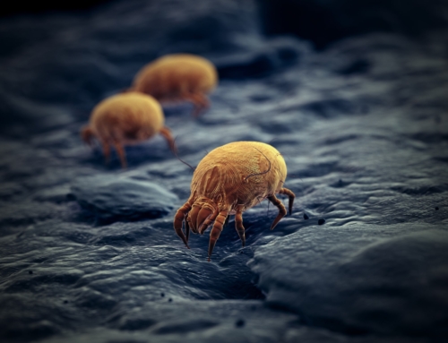 What type of mite infestation do you have?