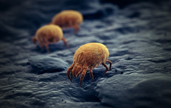 Dust Mite Infestations
