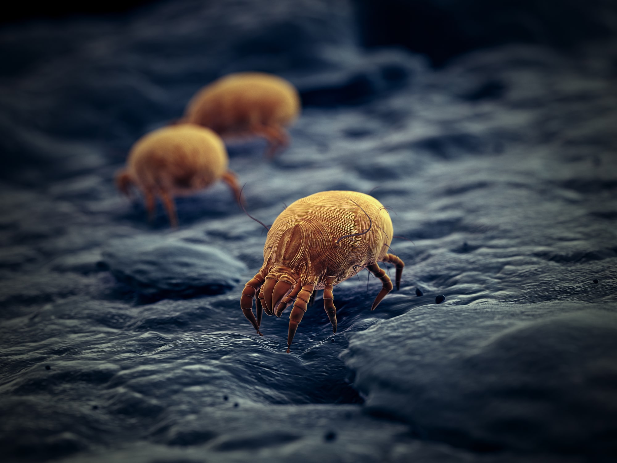 Dust Mite Infestations