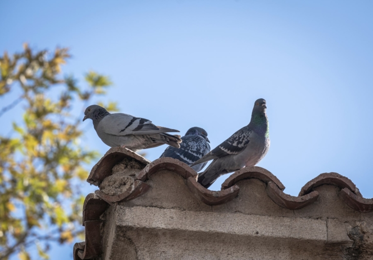 How to get rid of pigeons