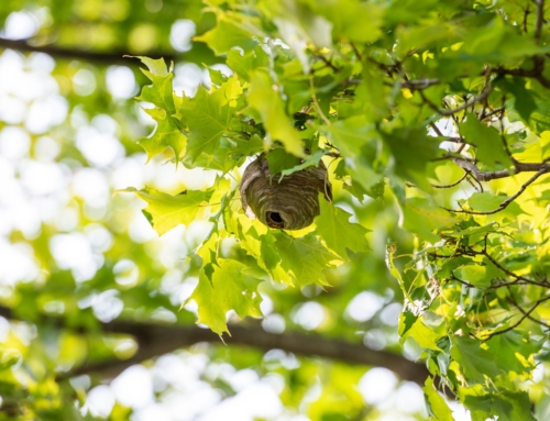 Our best wasp control tips