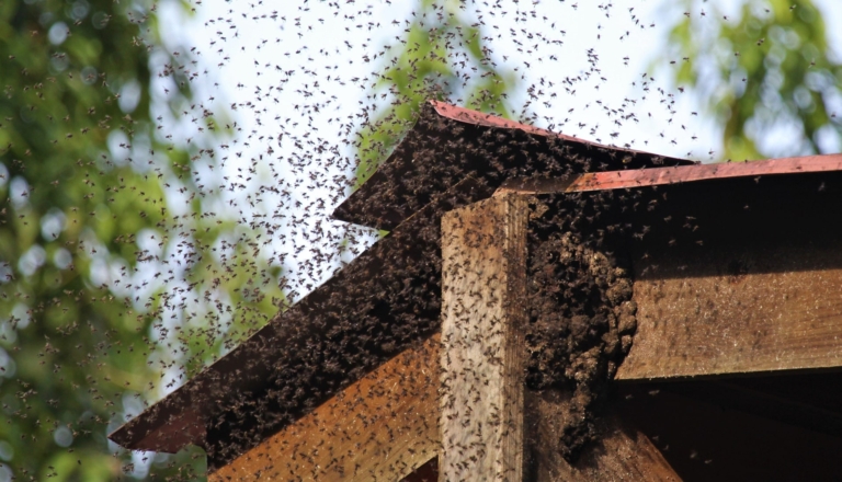 Pest control SOS – what can you do about angry wasps?