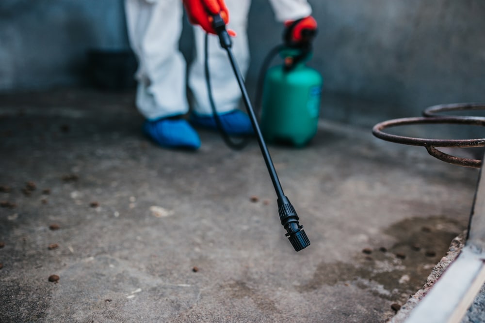 Pest controller near me in Staines-upon-Thames