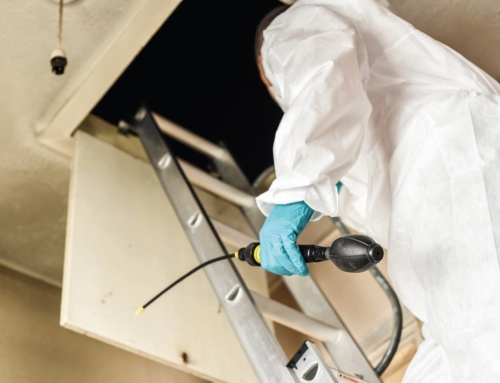 5 signs of pest infestations in your attic or loft