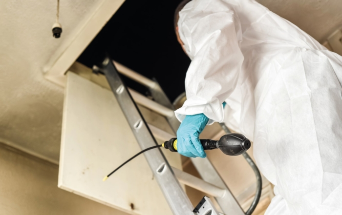 Pest Infestations In Your Attic Or Loft