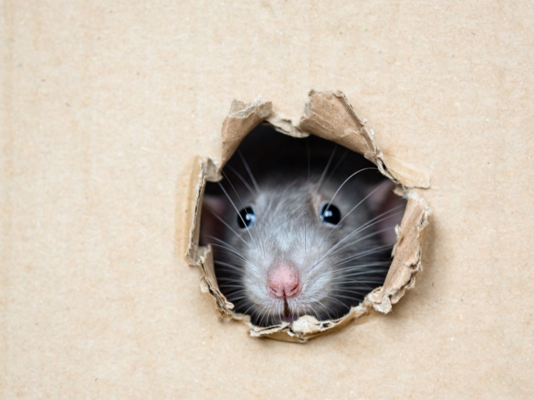 How to prevent a rodent problem this winter