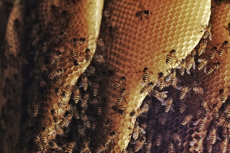 Removing bee & wasp nests from your property – a basic guide