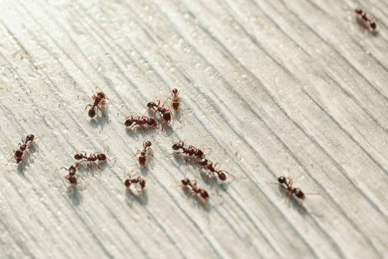 Stop ant problems fast