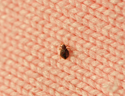 What to do if you find bed bugs in your home?