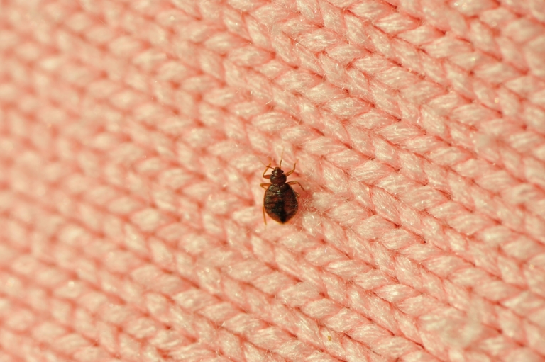 Bed Bugs