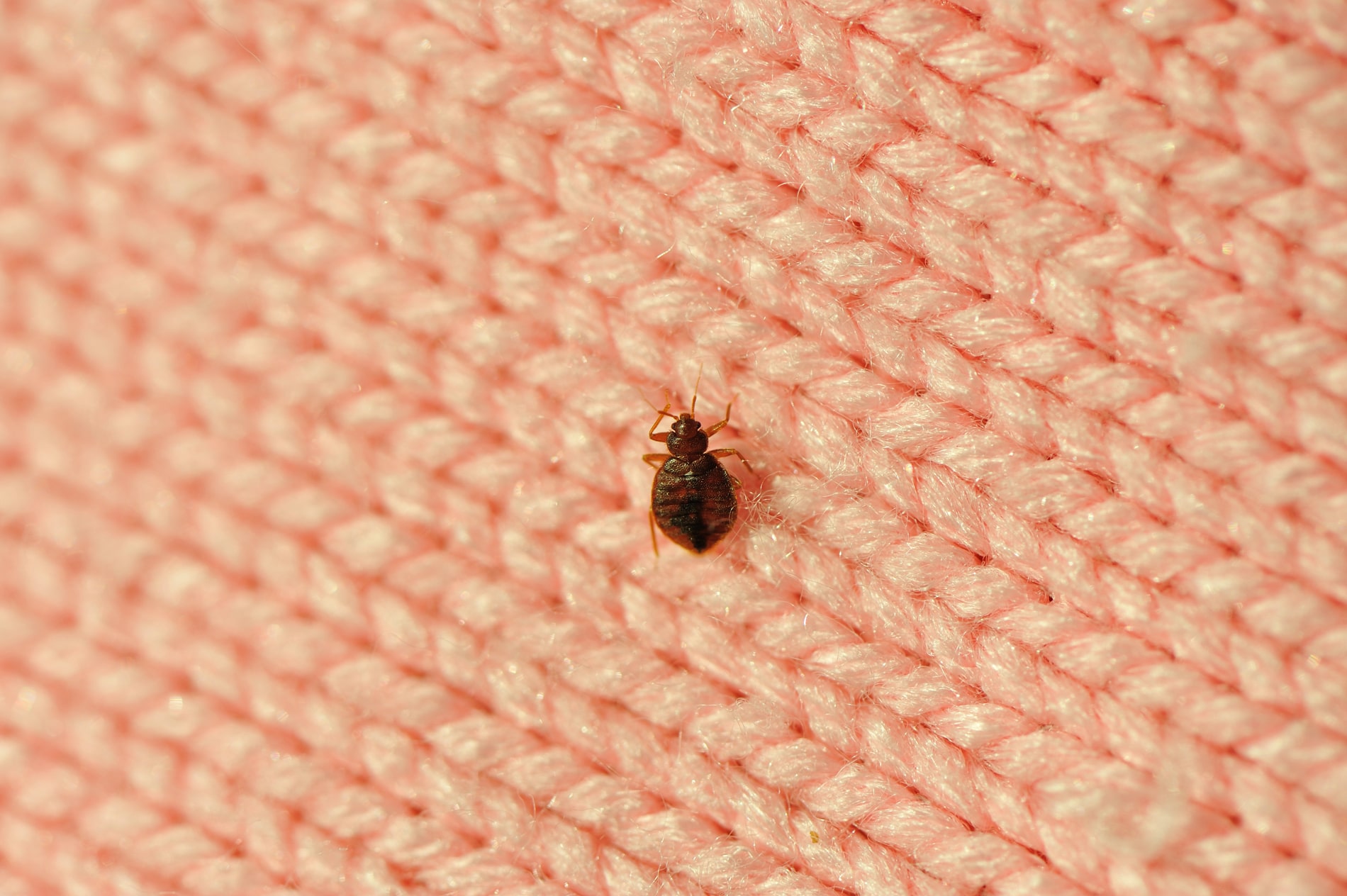 What Should You Do If You Find Bed Bugs
