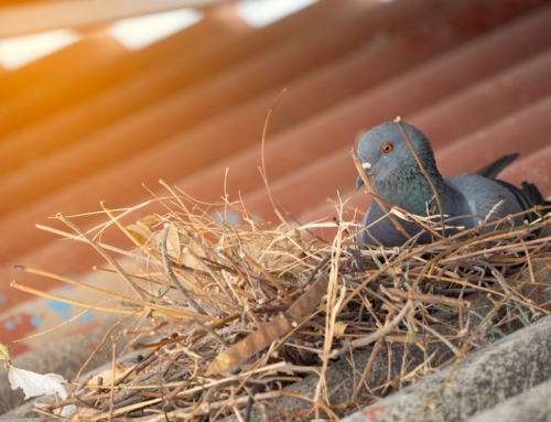 What’s the law on removing bird nests?