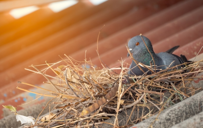 Whats The Law On Removing Bird Nests