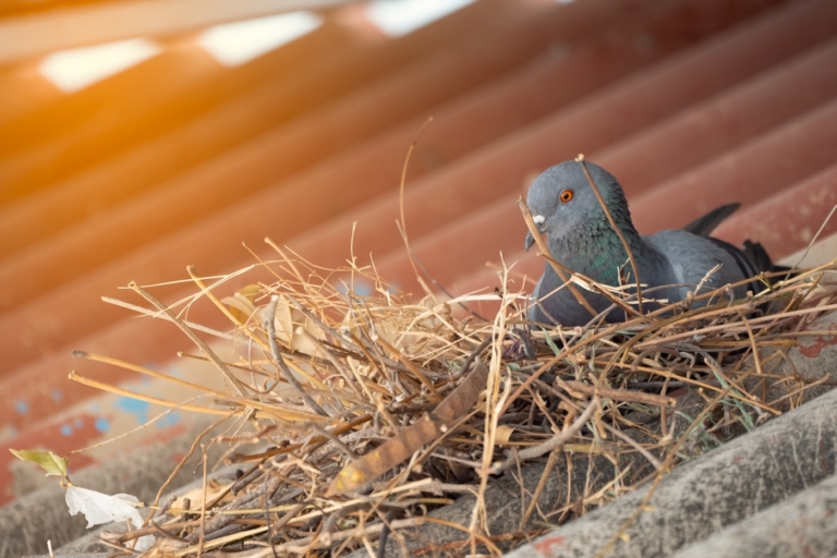 What’s the law on removing bird nests?