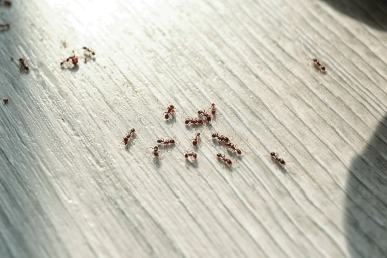 Why do you have an ant infestation?