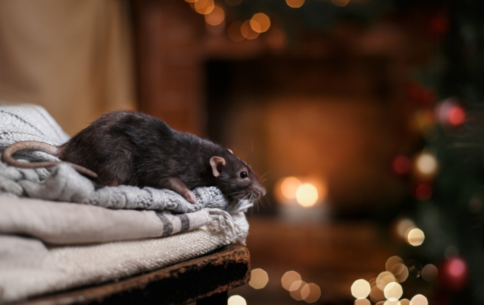 Winter Pest Control Services