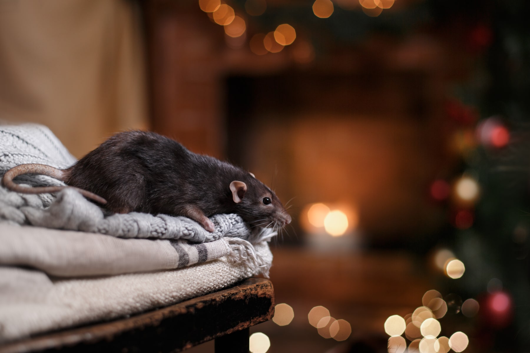 Winter Pest Control Services