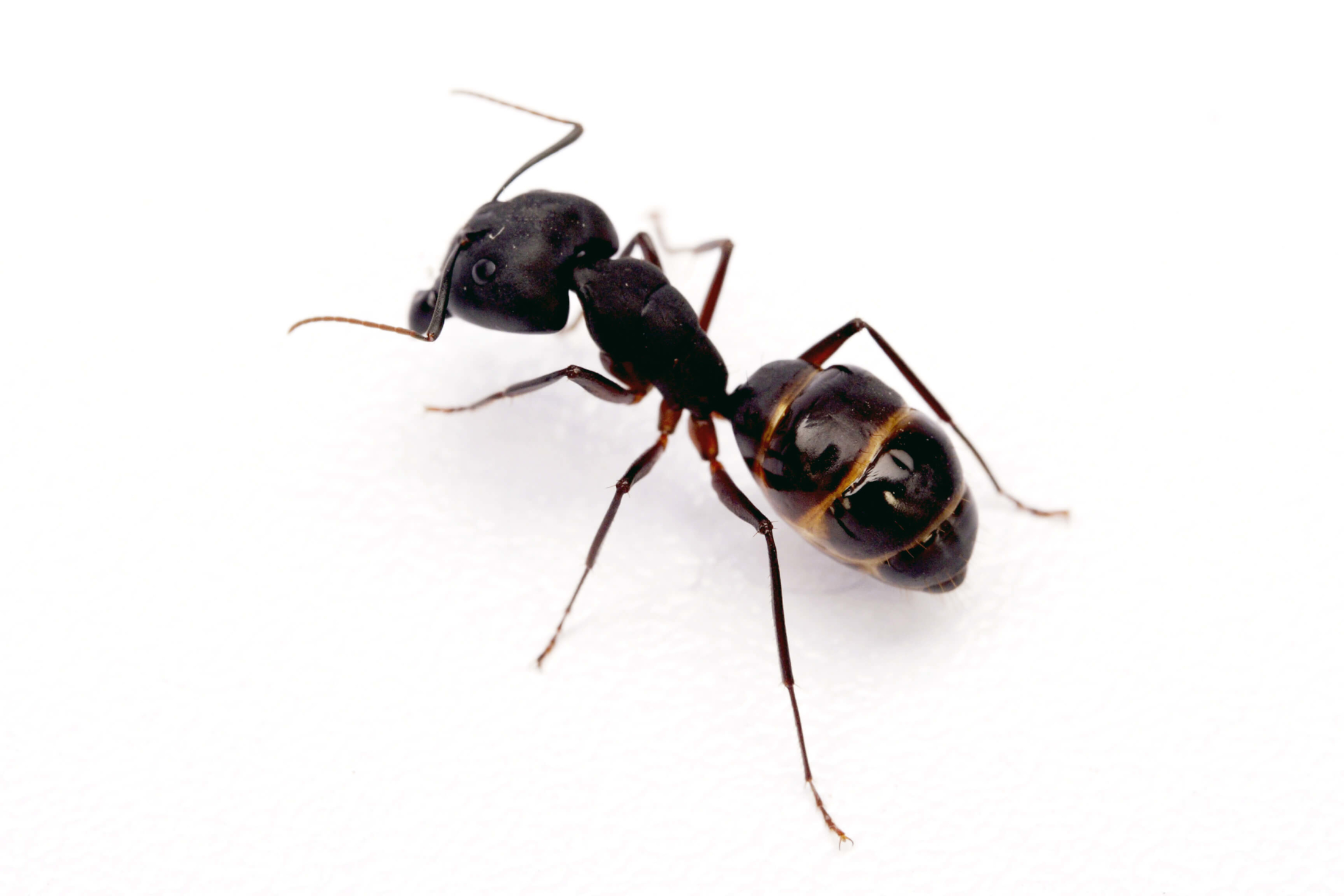 Ant Infestation Prevention