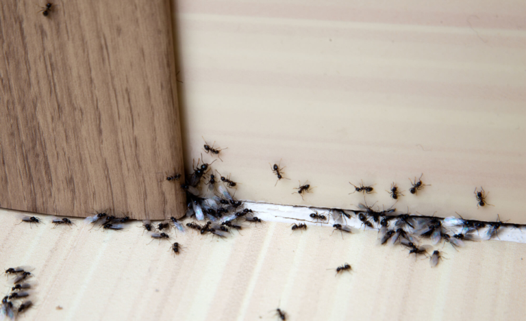 Moths, Flies & Ants