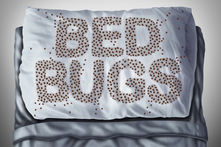 Are bed bugs on the rise in the UK?