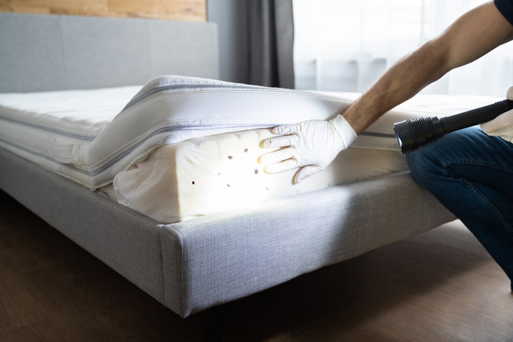 Affordable Bed Bug Treatment Insect removal and treatment Oxted