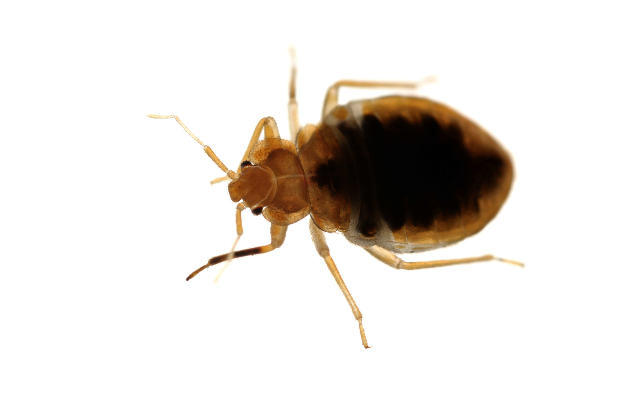 Beg Bugs Beg Bugs