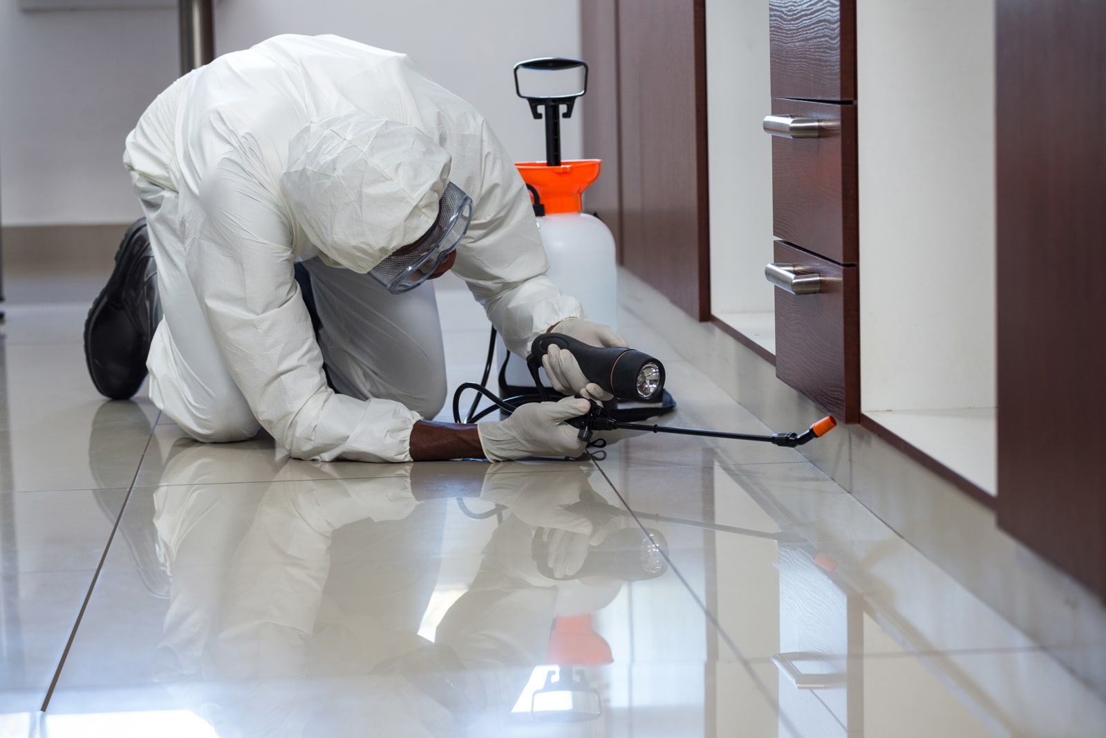 Best Pest Control Surrey Insect removal and treatment Molesey