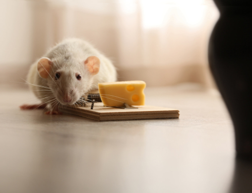 Best pest control tips for mice