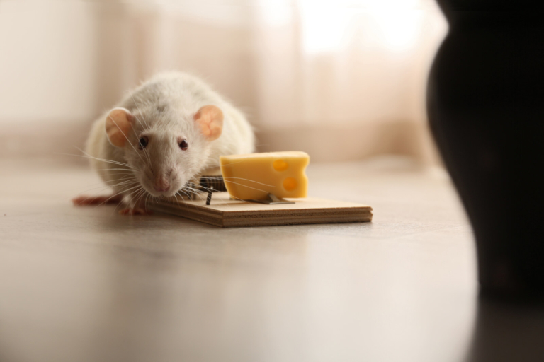 Best pest control tips for mice