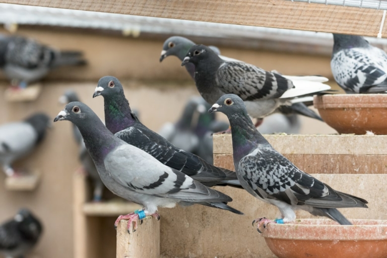 Bird Control & Prevention Methods