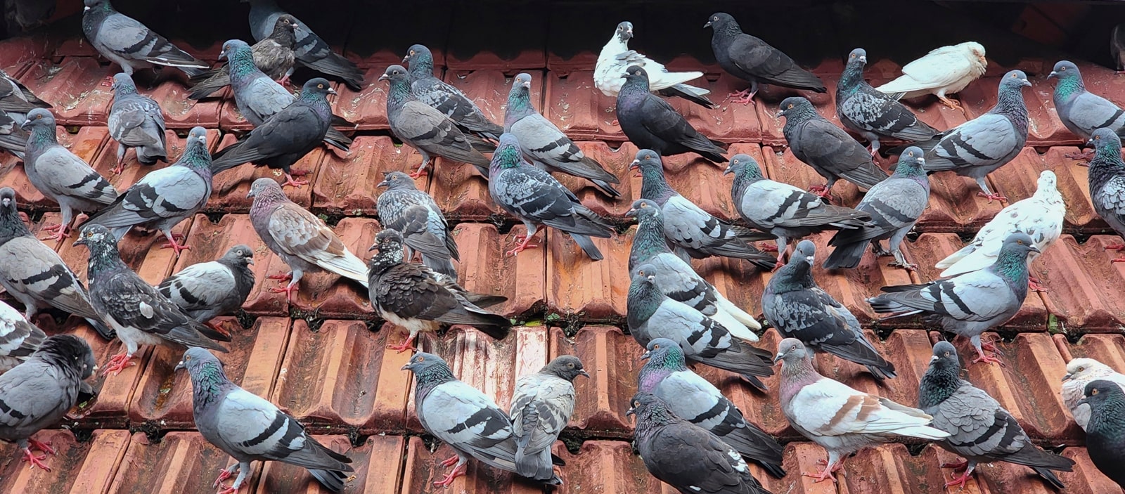 Bird Control Services Near Me Bird control and pigeon control Molesey