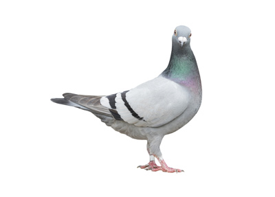 Bird Pest Control Bird Pest Control