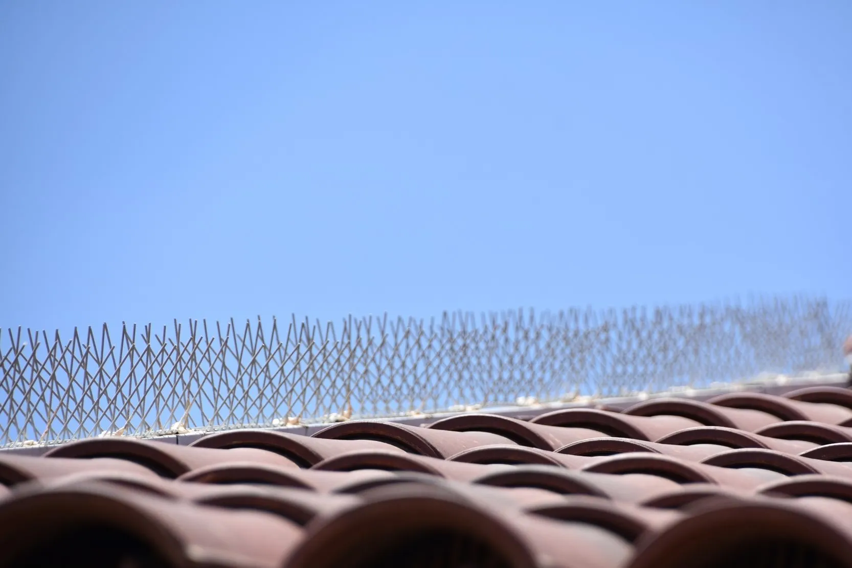 Bird Proofing Near Me Insect removal and treatment Merton