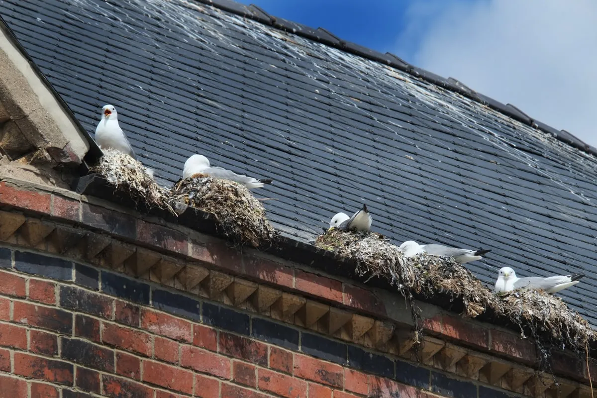 Bird Proofing Insect removal and treatment Dorking