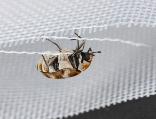 The best carpet beetle treatments