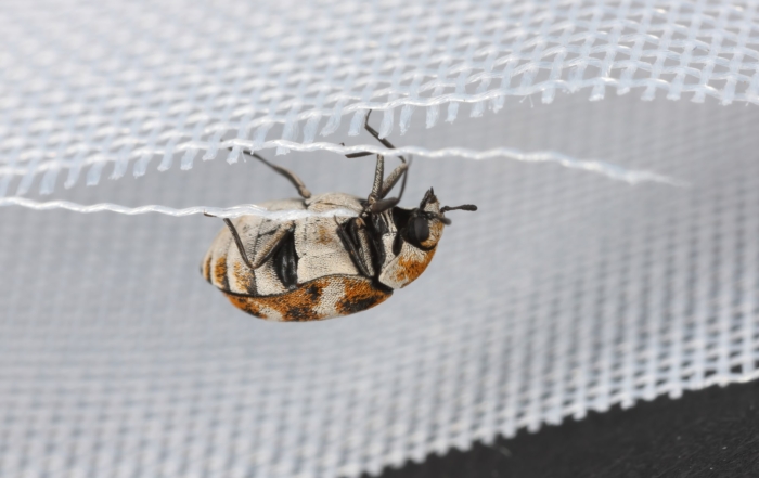 Carpet Beetle Pest Control