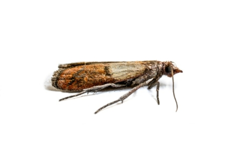 Moth Control