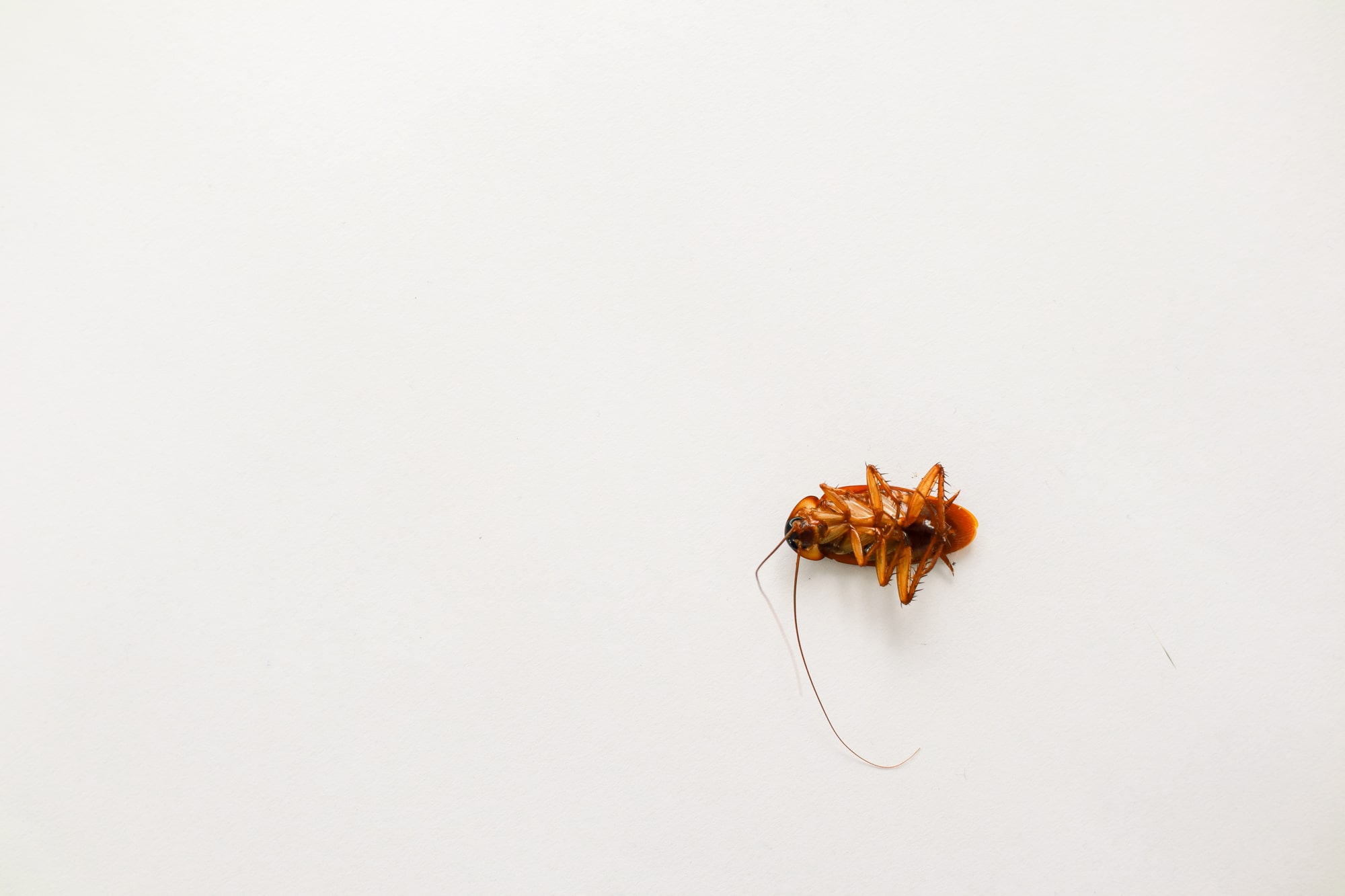 Bed bug removal Molesey