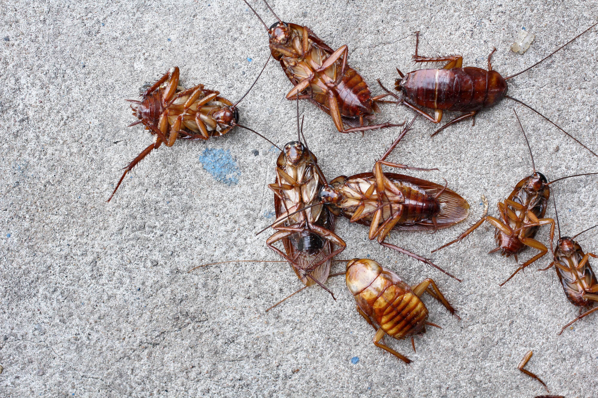 Cockroach exterminators