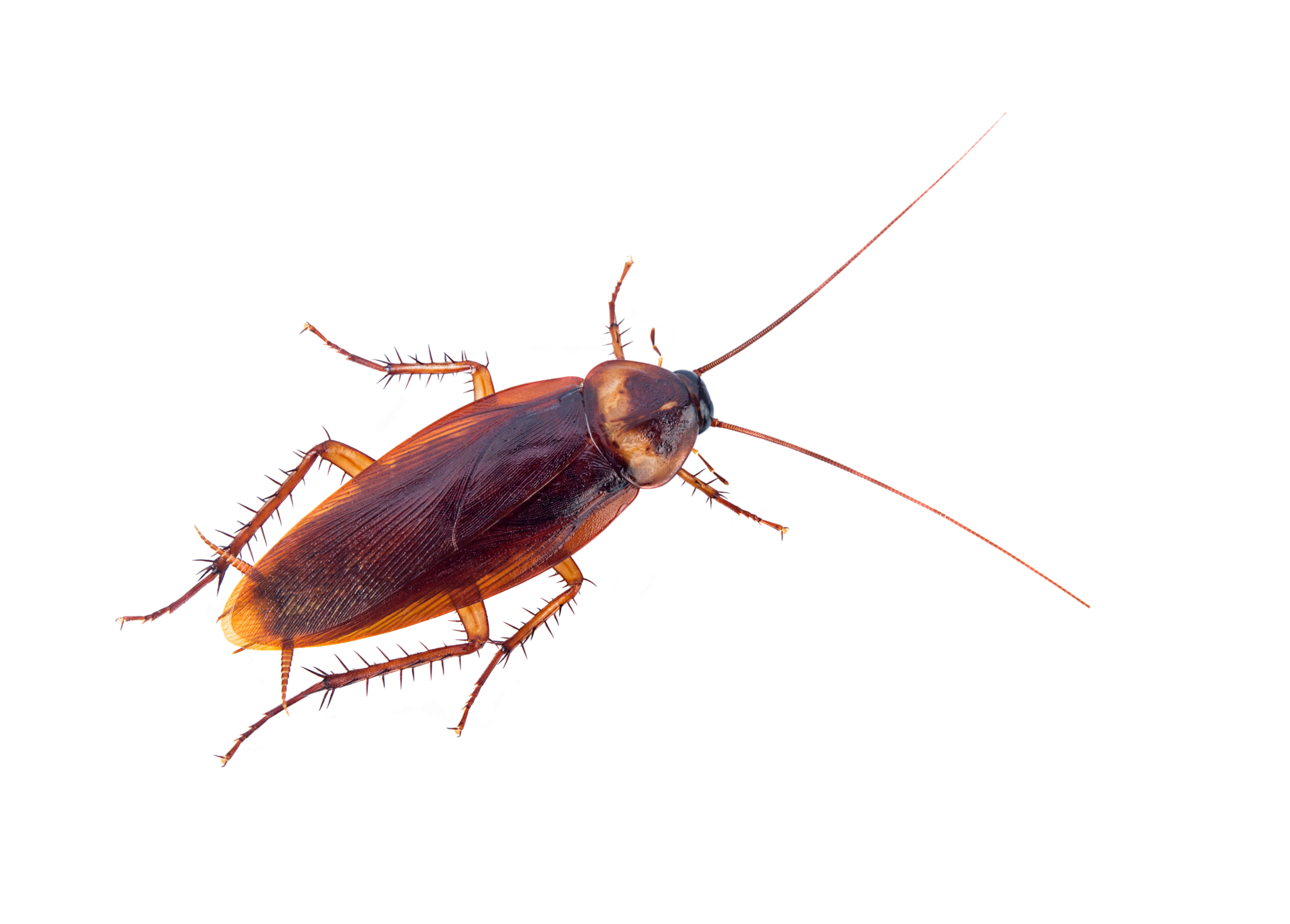 Local cockroach pest control
