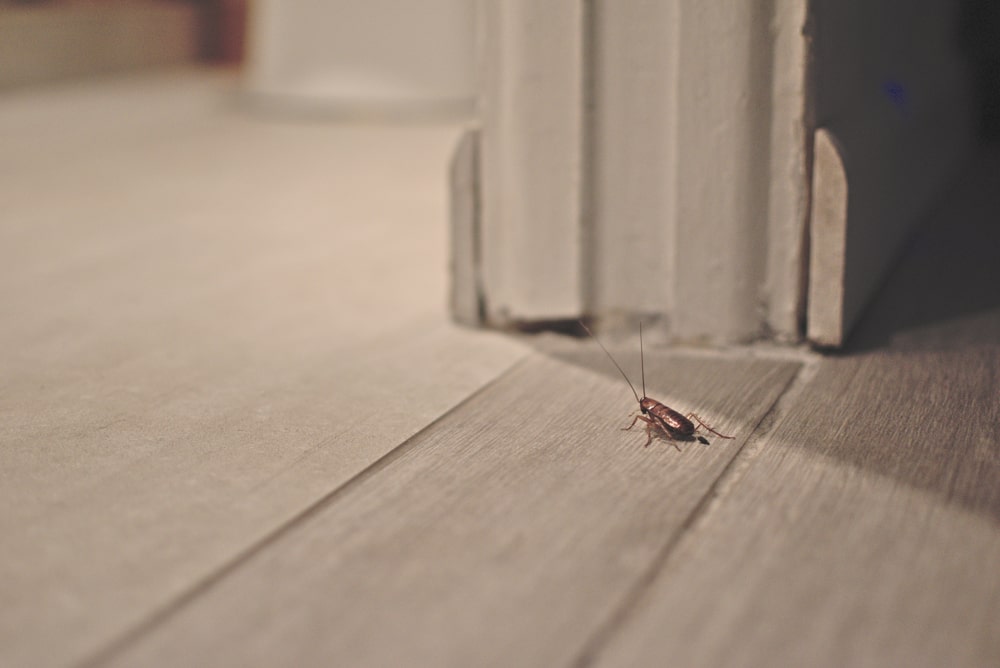 Emergency Pest Control Pest controller near me in Oxshott