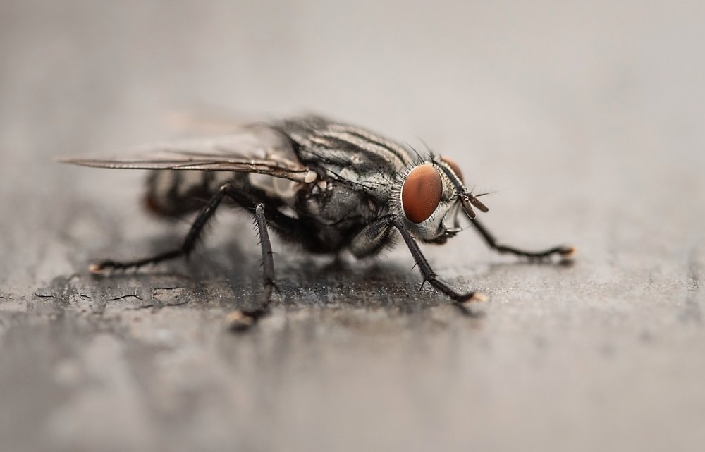 Fly exterminators Surrey 