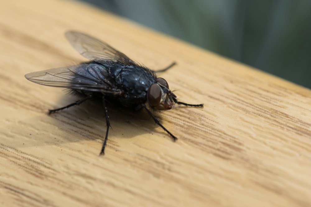 Fly removal services